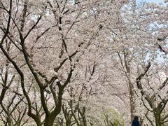 -东湖磨山景区樱花园-停车场