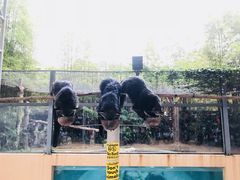 -清迈夜间动物园