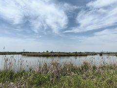 -宁波杭州湾国家湿地公园