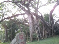 -瑞丽独树成林风景区