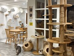 -楼上猫咖(罗湖店)