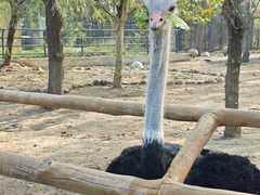 -大连森林动物园