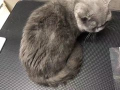 -PETKIT小佩宠物·低压洗护(国顺东路店)