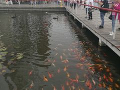 -微山湖红荷湿地景区