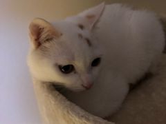 -宠爱国际动物医院·消化内科·心肾内科·ISFM猫友好(望京店)