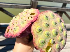 -野鸭湖国家湿地公园