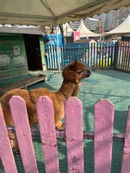 -萌宠亲子动物乐园(槐房万达店)