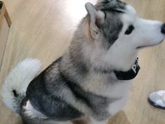 -Husky Go! 哈士奇体验馆·宠物咖啡厅狗咖