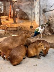 -Zoolung Zoolung动物主题公园(海信广场店)