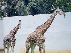 -昆明动物园