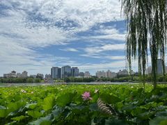 -莲花池公园