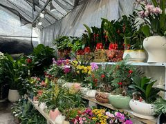 -桂林市花鸟市场