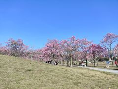 -风云岭森林公园