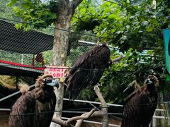 -西霞口神雕山野生动物世界
