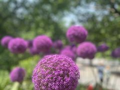 -上海辰山植物园