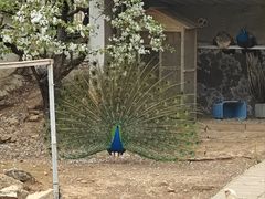 -丽泽山庄·生态怀柔菜·虹鳟鱼(红螺寺店)