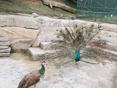 -哈尔滨北方森林动物园