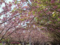 -高东镇樱花园