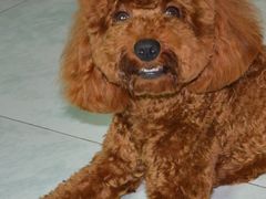 -瑞鹏宠物医院·爱宠堂·骨外专科(西荷分院)