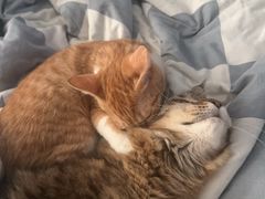 -伟伟宠物医院·瑞派猫友好医院·猫科(光谷店)