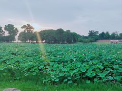 -滆湖低碳生态公园