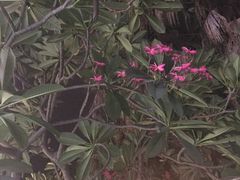 -老福洲(西洪路店)