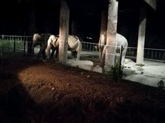 -清迈夜间动物园