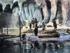 -帝企鹅自助餐厅•儿童岛•真企鹅(长隆企鹅酒店)