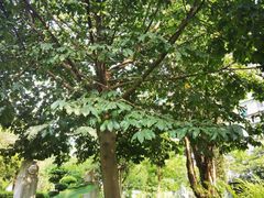 -广州神农草堂中医药博物馆