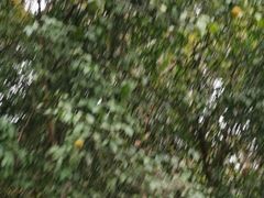 -日照海滨国家森林公园