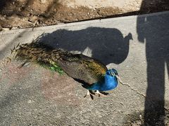 -新疆天山野生动物园