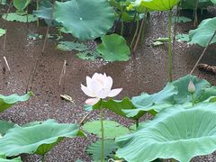 -荷塘月色湿地公园·向阳花洲