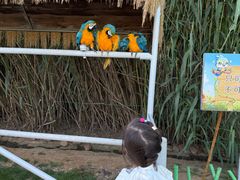 -西霞口神雕山野生动物世界