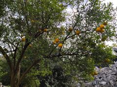 -口岸雕花楼