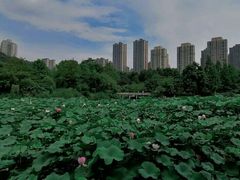 -龙头寺公园