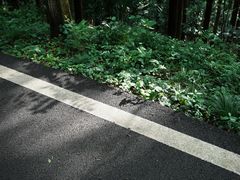 -潜山国家森林公园