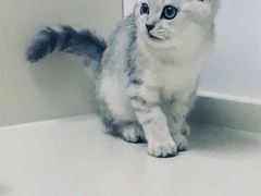 -关爱宠物医院·猫科中心·消化科(滨湖万达分院)