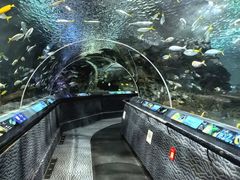 -上海海洋水族馆
