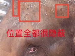 -贵州森林野生动物园