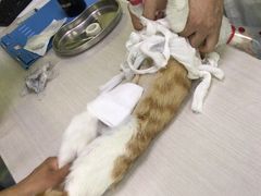 -佳怡动物医院·平价24小时·猫专科骨外科