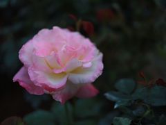 -人民公园(罗湖区)