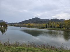 -千年银杏谷文化旅游区