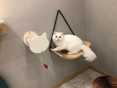 -飞行喵MR PILOT|猫舍·猫咖(静安大融城店)