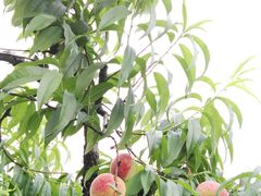 -武汉世外桃源农庄