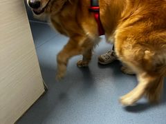 -宠颐生动物医院·猫科·心脏科(海口分院)