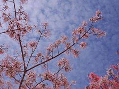 -风云岭森林公园