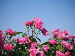 -上海滨江森林公园