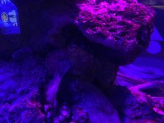 -暹罗海洋世界