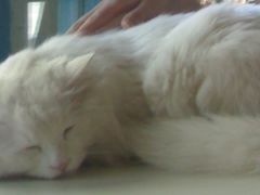 -Babycat私家御饼屋(龙头路一店)