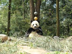 -中国大熊猫保护研究中心雅安碧峰峡基地
